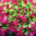 3pc Hydrangea Lime Lovebird - National Plant Network