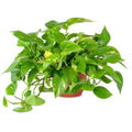 American Plant Exchange Golden Pothos Indoor/Outdoor Air Purifier Live Plant 6