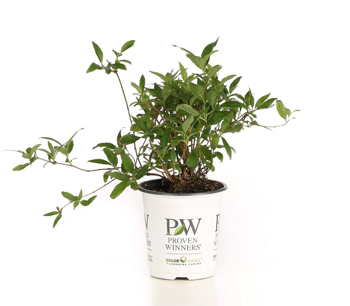 Proven Winners Yuki Cherry Blossom (Deutzia) Live Shrub, Light Pink Flowers, 4.5 in. Quart