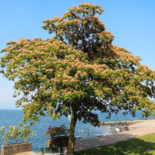 1-2 ft. - Cold Hardy Mimosa Tree - Blooms for Months in Nearly Any Climate | Brighter Blooms