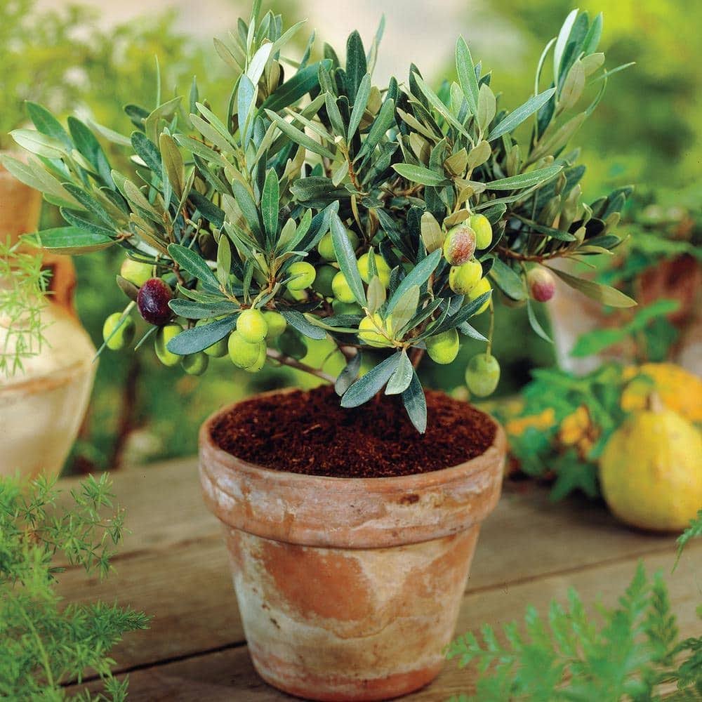 Mediterranean Olive Tree - 1