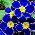 QAUZUY Garden 100 Rare Blue Common Evening Primrose Seeds Exotic Ornamental Plant Bonsai Garden Decor Easy to Grow Low-Maintenance Attract