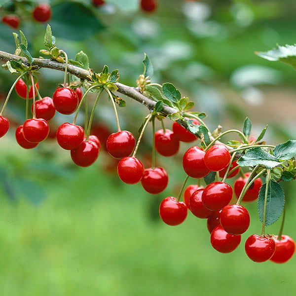 5-6 ft. - Montmorency Cherry Tree - Produces A Large Harvest of Tart Cherries Every Year Outdoor Plant | Brighter Blooms