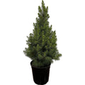 2.5 Qt. Dwarf Alberta Spruce Live Evergreen Tree