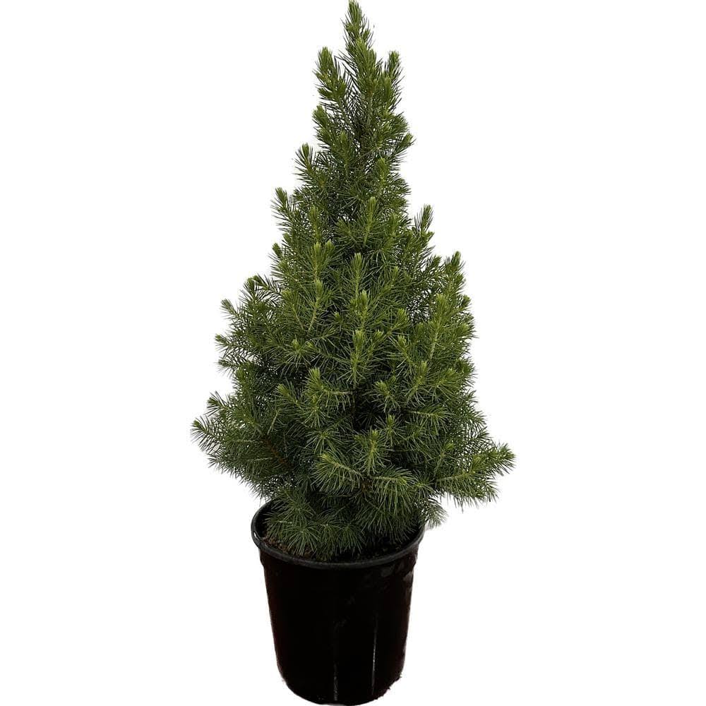 2.5 Qt. Dwarf Alberta Spruce Live Evergreen Tree