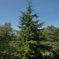 1 Gallon - Canadian Hemlock Tree - An Elegant Evergreen to Grace Your Landscape