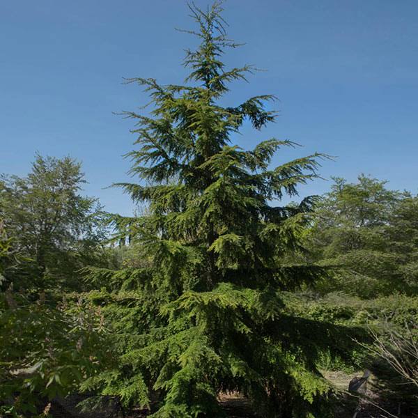 1 Gallon - Canadian Hemlock Tree - An Elegant Evergreen to Grace Your Landscape