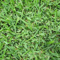 Seed Ranch Palmetto Grass Plugs - 2 Trays
