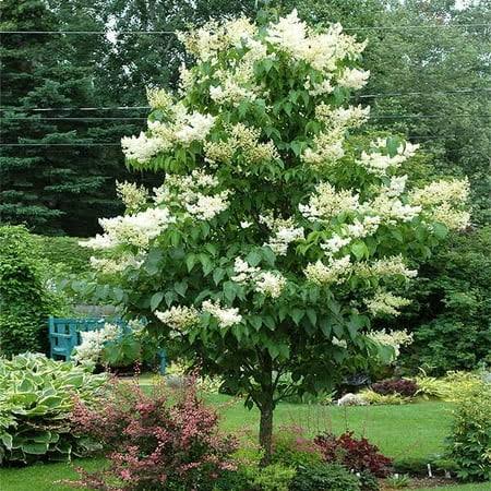 Brighter Blooms - Ivory Silk Japanese Lilac Tree, 4-5 ft. - No Shipping to AZ