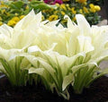 White Feather Hosta - Unbelievable/Rare - 1 Bareroot